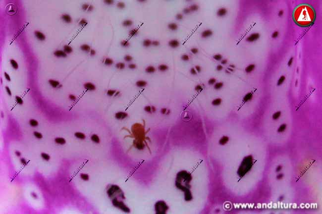Interior flor de Dedalera - Digitalis purpurea -