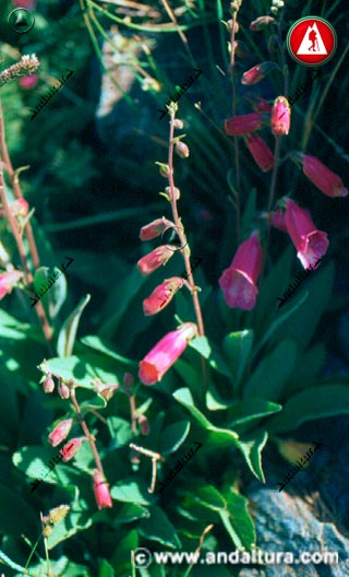 Planta Dedalera - Digitalis purpurea -