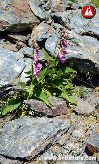 Planta y Flores de Dedalera - Digitalis purpurea -