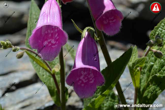 Flores de Dedalera - Digitalis purpurea -