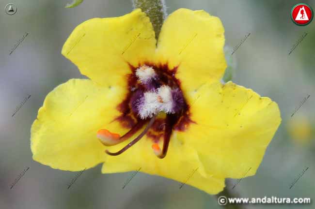 Flor de Gordolobo - Verbascum nevadense -