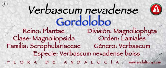 Taxonomía: Gordolobo - Verbascum nevadense -