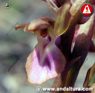 Detalle Flor de Orquídea Pobre - Orchis collina -