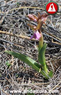 Detalle planta de Orquídea Pobre - Orchis collina -