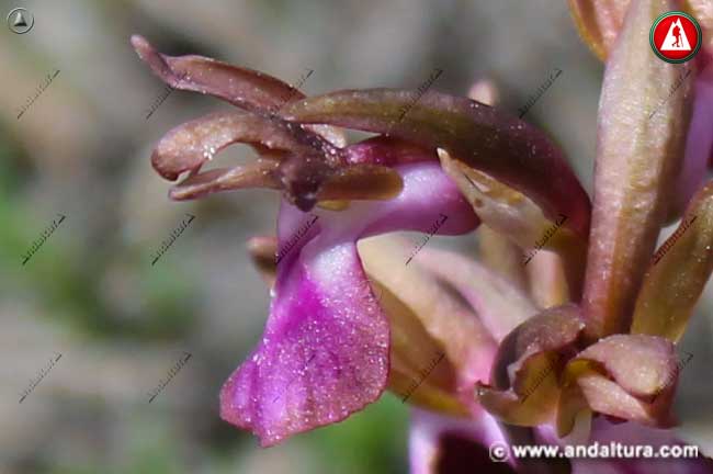 Flor de Orquídea Pobre - Orchis collina -