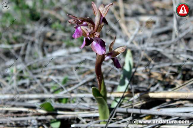 Orquídea Pobre - Orchis collina -