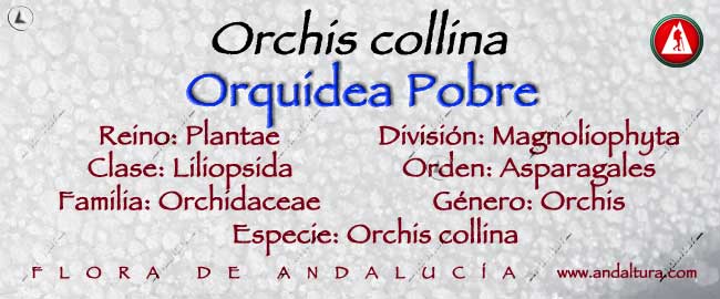 Taxonomía: Orquidea Pobre - Orchis collina -, Magnoliphyta, Liliopsida, Asparagales, Orchidaceae, Orchis