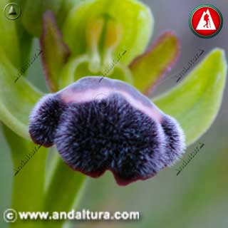Detalle de Abejera de la omega, flor abeja pequeña o orquídea de la omega