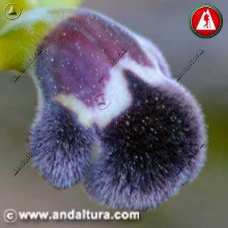 Detalle de Abejera de la omega, flor abeja pequeña o orquídea de la omega