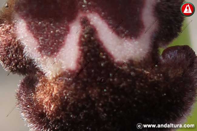 Detalle labelo de Abejera de la omega - Ophrys dyris -
