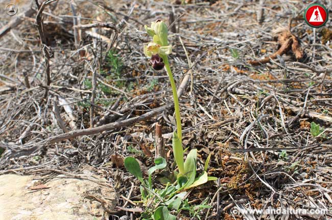 Entorno de Abejera de la omega - Ophrys dyris -