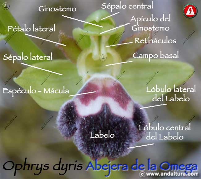 Esquema de las partes de Abejera de la omega - Ophrys dyris -