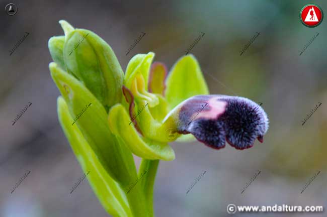 Flor de Abejera de la omega - Ophrys dyris -
