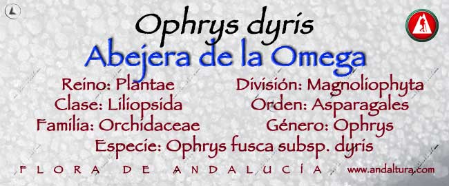 Taxonomía: Abejera de la omega - Ophrys dyris -