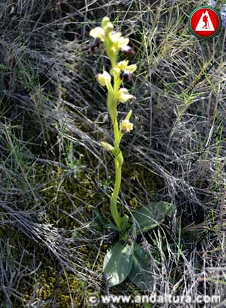Detalle Planta Abejera Oscura - Ophrys fusca -