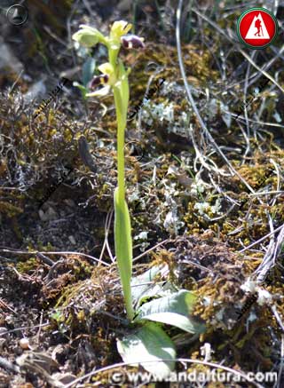 Detalle Planta Abejita - Ophrys fusca -