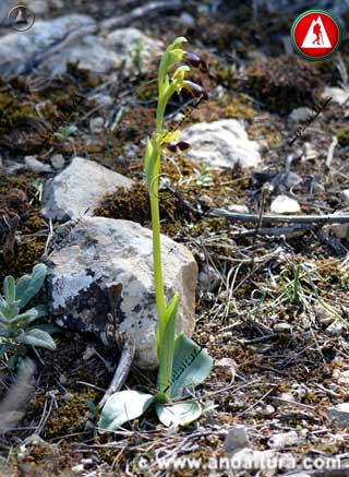 Detalle Planta Ophrys fusca -