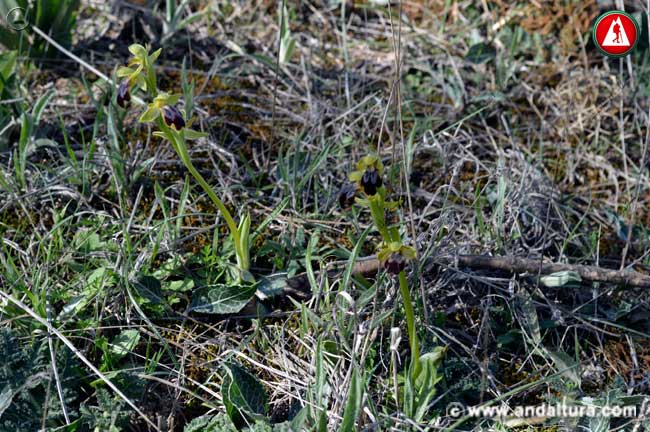 Entorno Abejera oscura - Ophrys fusca -