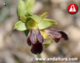 Detalle Flor de Ophrys fusca