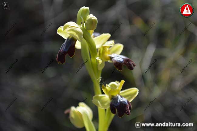 Flores Abejera oscura - Ophrys fusca -