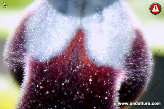 Detalle labelo de la Abejera Oscura - Ophrys fusca -