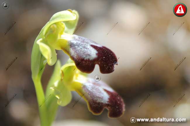 Abejera Oscura - Ophrys fusca -