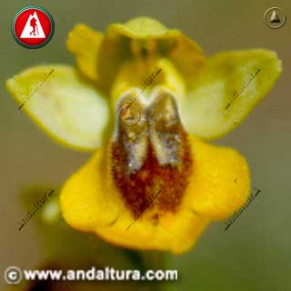 Detalle de Abejera amarilla - Ophrys lutea -