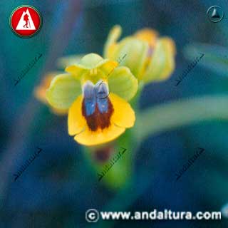 Detalle de Flor de Abeja - Ophrys lutea -
