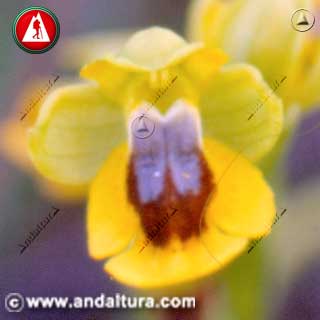 Detalle de Ophrys lutea -