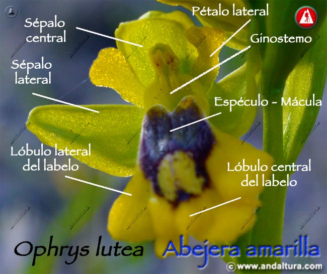 Esquema de Abejera amarilla - Ophrys lutea -