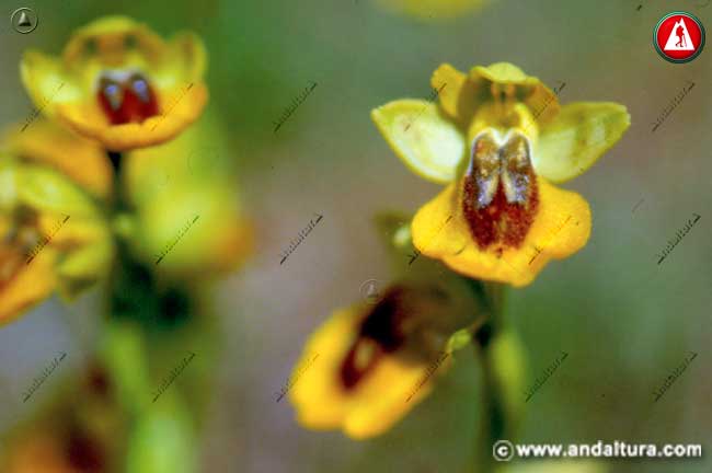 Flores de Ophrys lutea