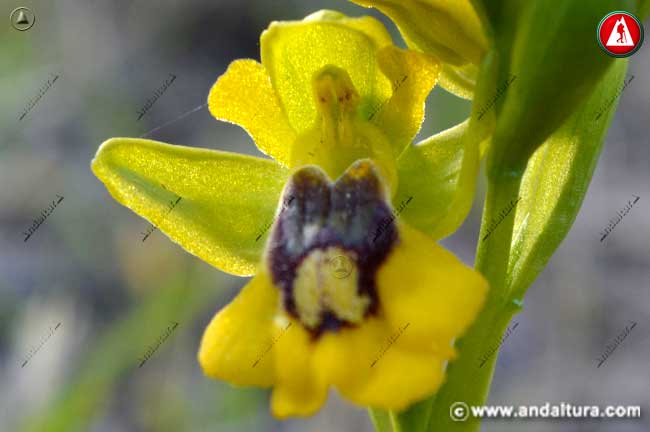 Abejera amarilla - Ophrys lutea -