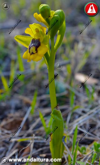 Tallo y flores de Abejera amarilla - Ophrys lutea -