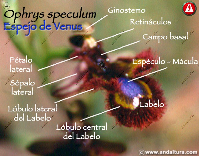 Esquema de las partes de Espejo de Venus - Ophrys speculum -