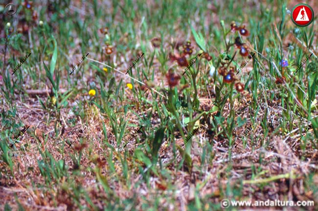 Plantas de Espejo de Venus - Ophrys speculum -