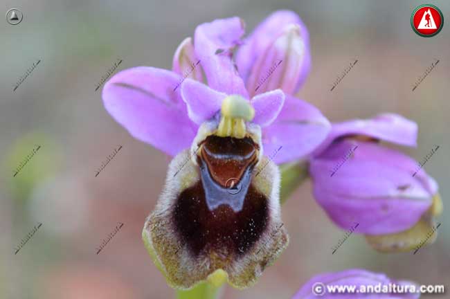 Abejera - Ophrys tenthredinifera -