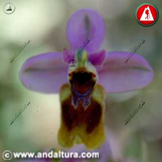 Detalle Flor de Abejera - Ophrys tenthredinifera -