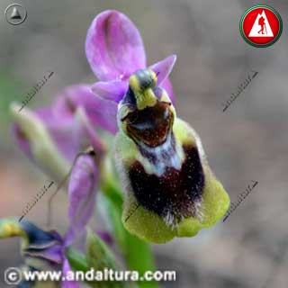 Detalle Flor de Abejorro - Ophrys tenthredinifera -