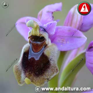 Detalle Flor de Orquídea Avispa - Ophrys tenthredinifera -