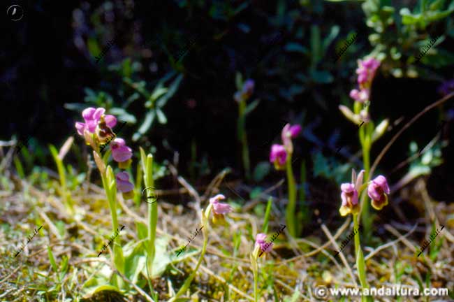 Entorno Abejera - Ophrys tenthredinifera -