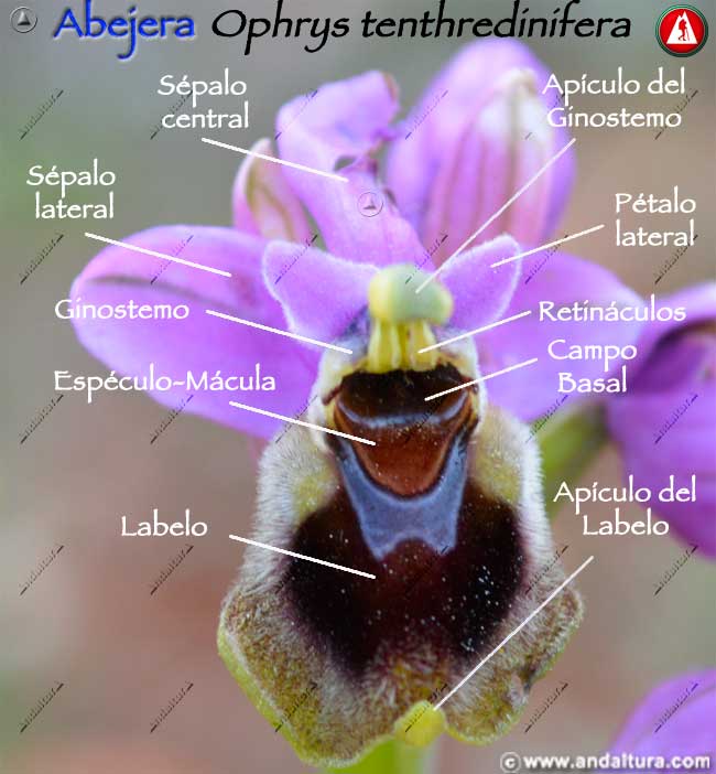 Esquema de las partes de la Abejera - Ophrys tenthredinifera -