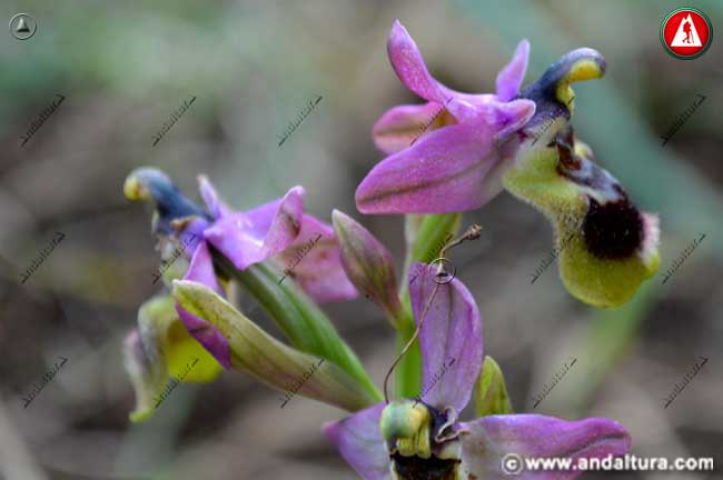 Flores de Abajera - Ophrys tenthredinifera -
