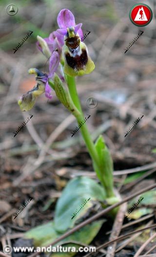 Planta Abejera - Ophrys tenthredinifera -