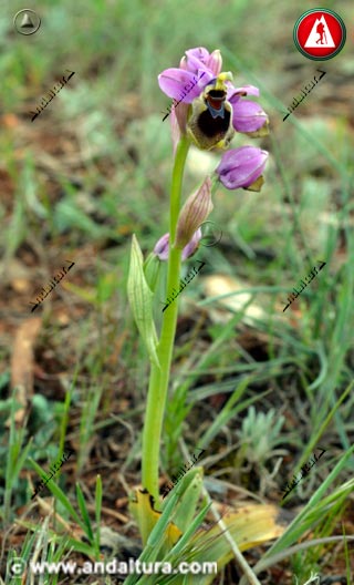 Planta Abejera - Ophrys tenthredinifera -
