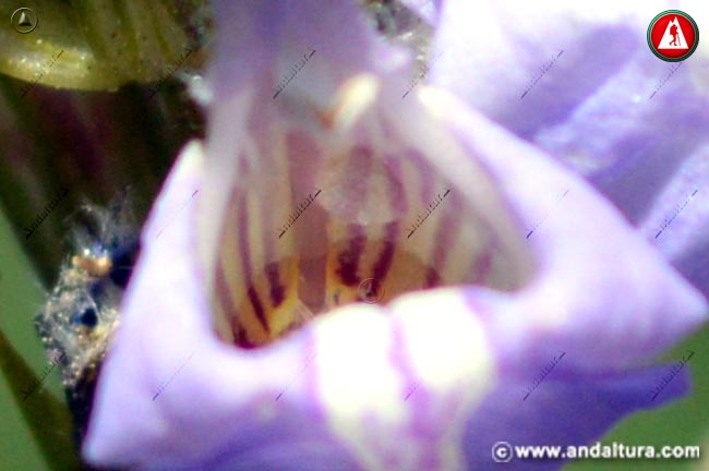 Detalle interior de la flor de Salvia