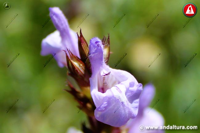 Flor de Salvia