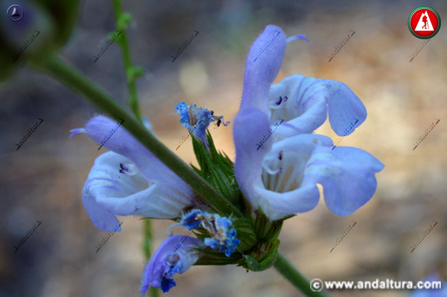 Flores Salvia - Salvia lavandulifolia -