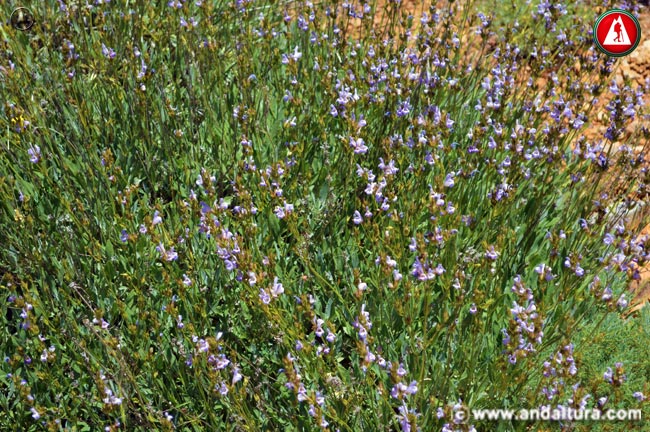 Planta y Flores de Salvia - Salvia lavandulifolia -