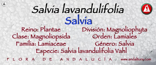 Taxonomia; Salvia lavandulifolia