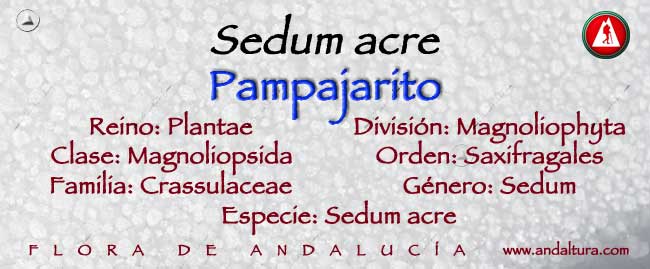 Taxonomía de Sedúm acre - Pampajarito -